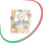ACL (Anterior Cruciate Ligament Injuries)